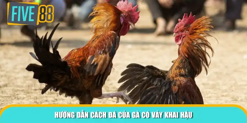 Hướng dẫn cách đá của gà có vảy khai hậu