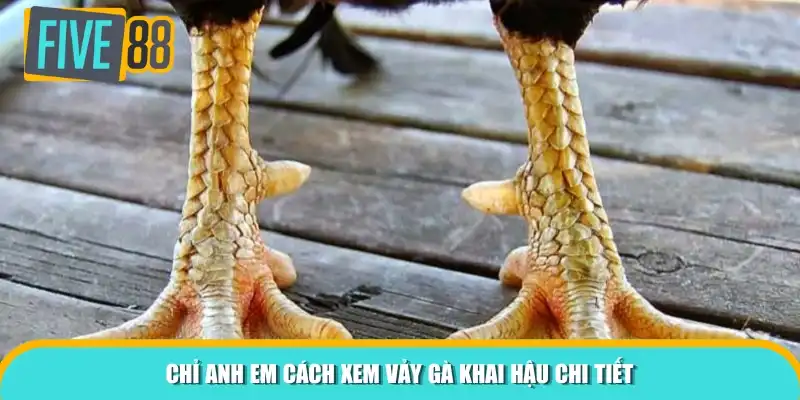 Chỉ anh em cách xem vảy gà khai hậu chi tiết