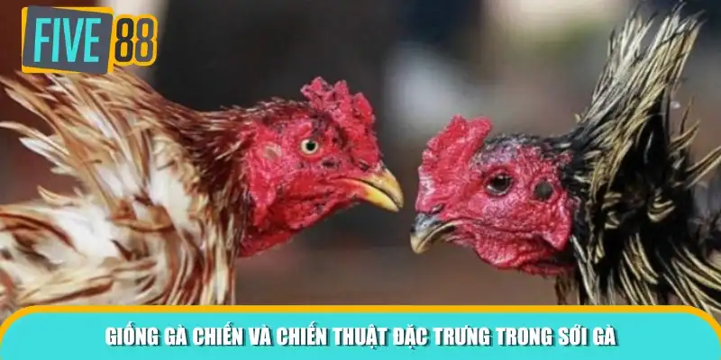Giống gà chiến và chiến thuật đặc trưng trong sới gà